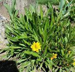 Fleurs jaunes - 30 N.jpg
