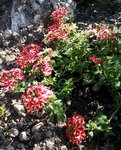 Fleurs rouge et blanc - 30 C.jpg