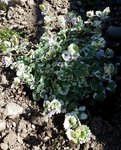 Fleurs parmes - 30 C.jpg