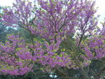 Arbre 1.jpg