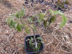 Plant témoin,sans protection