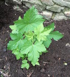 DSCF2079.JPG