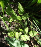 DSCF2076.JPG