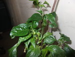 Poivron 010516.jpg