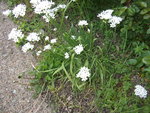 Allium Nigrum.jpg