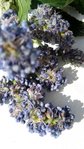fleurs en grappes.jpg