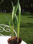 DSCF0262bis.JPG