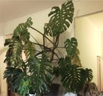 monstera.JPG