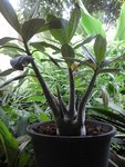 arabicum?