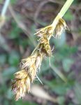 Fleur herbe.jpg