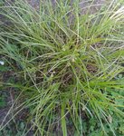 Herbe.jpg