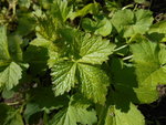 DSCN2088.resized.JPG