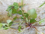DSCN2091.resized.JPG