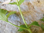 DSCN2092.resized.JPG