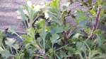20160419-173147.jpg