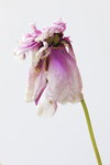pivoine3185-0.JPG