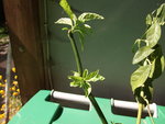 DSCF2385.jpg