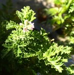 rosat fleur 06.JPG