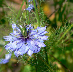nigelle.jpg
