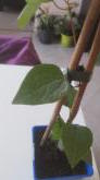 mini_413386inconnue.jpg
