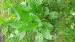 Plante2-ConvertImage.jpg