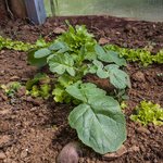 2016.05.07 - Jardin 04.jpg