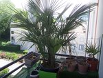 palm.jpg