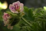 Pélargonium zoom 16.JPG