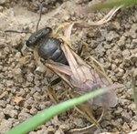 animal photo 1