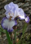 bleu frangé 21.JPG