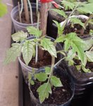 tomates cerises Auld Sold