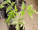 tomates cerises Geranium Kiss