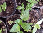 Tomates Auld Sold en haut, poivron lipstick en bas