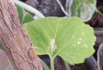 Feuille de courgette, les points noirs sont de l'humus ... enfin je crois !