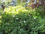 2016-05-07  1er rhodo en fleursXXXXXXX.JPG