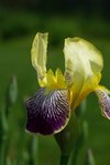 Lorelei, qui &quot;doit&quot; avoir une odeur de fleur d'oranger. Je trouve qu'il va un peu plus vers un parfum citronné