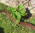 IMG_6826.jpg