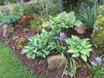 hostas bassin.jpg