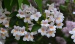 DSC_0517.jpg