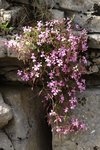 Saponaria ocymoïde 36.JPG