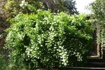 philadelphus 27.JPG