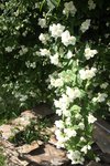 philadelphus 26.JPG