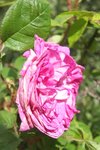 rose X 30.JPG
