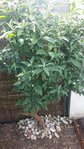 arbre.jpg