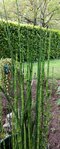 Equisetum.jpg