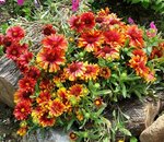 Gaillardia.jpg