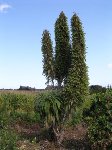 Copie de P9030073.JPG