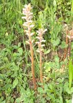 L'Orobanche. Une plante bizarre, sans chlorophylle.<br />J'ai réussi à faire croire à un touriste que c'était une orchidée endémique des Cévennes...