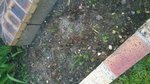 voici les plants d' agantes