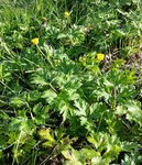 Ranunculus acris - 30 S.jpg